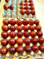 Uova Feconde, Fertili Razza Marans nero ramato