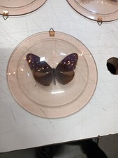 Farfalla In Campana Vetro Da Muro