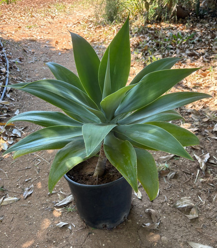 Agave attenuata pianta - agave,