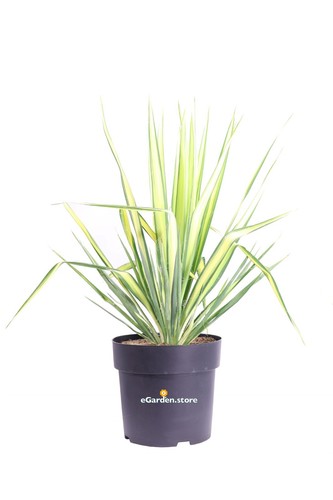 Pianta yucca flaccida - yucca,