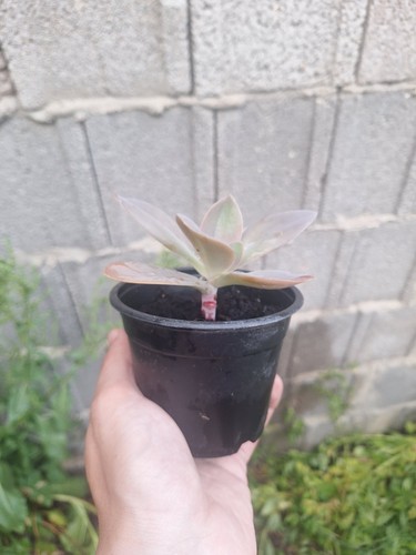 Echeveria gibbiflora vaso 10cm - gibbiflora,