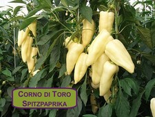 Corno toro peperone giallo - di,