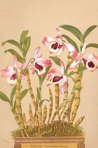 Dendrobium nobile stampa - nobile, h.g.