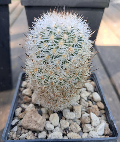 Turbinicarpus beguinii - !!,