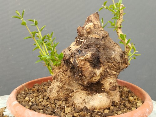 Bonsai olivastro 20x10cm - bonsai,
