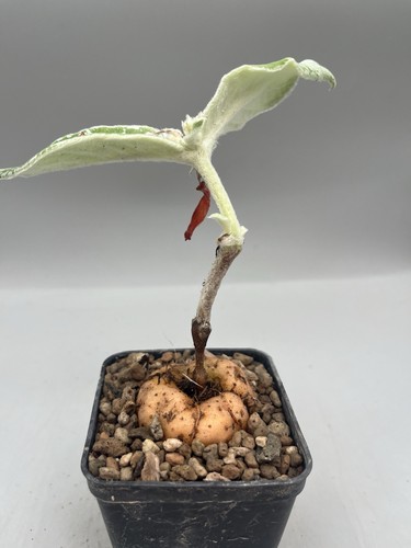 Sinningia leucotricha