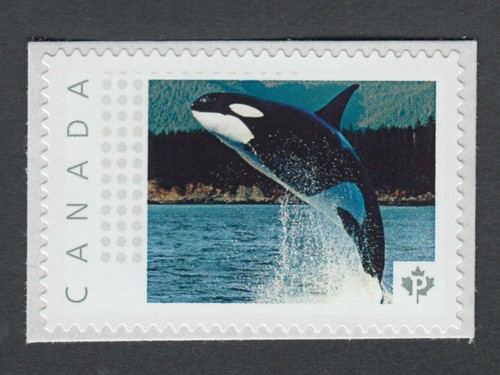 Orca vita - orca,, *