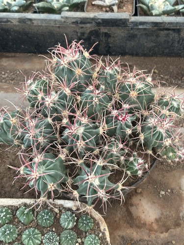 Lotto echinocactus - lotto,