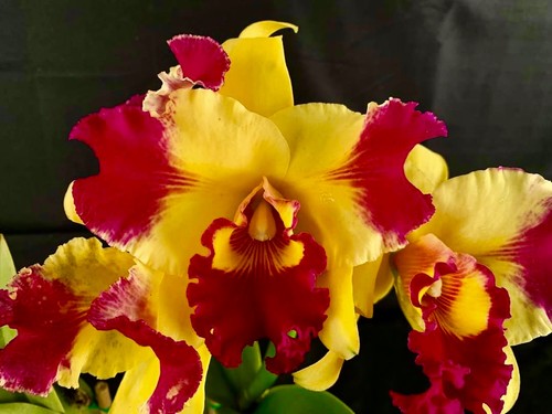 Profumo cattleya red sunshine - profumo,