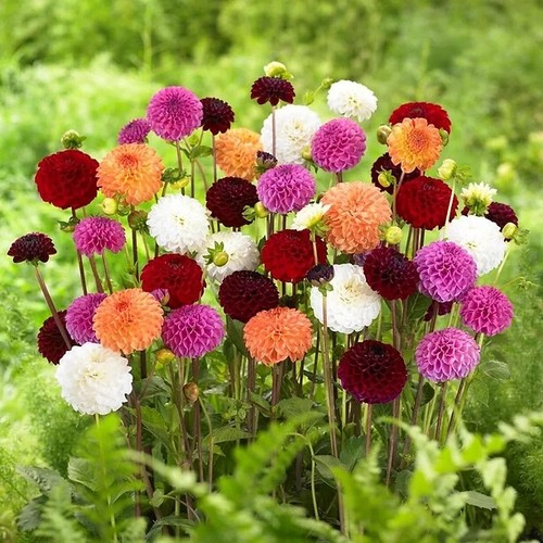 Sale1027 dahlia pompon mix - sale1027,
