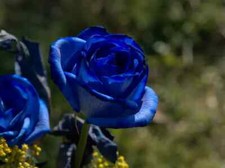 70 SEMI DI ROSA BLU NOTTE -