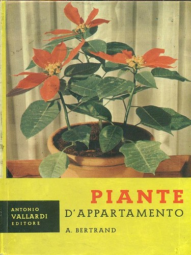 Piante appartamento - piante, d'appartamento