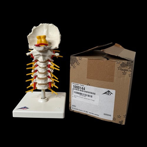 Colonna vertebrale cervicale