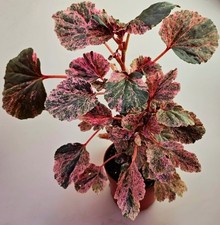 Bellissima Begonia Cucullata