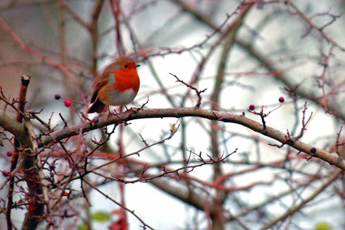 Stampa fotografica uccellino