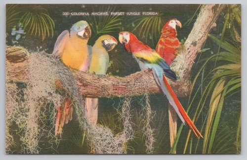 Cartolina colorata pappagallo