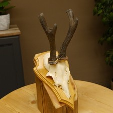 Corna Di Capriolo Anormale In