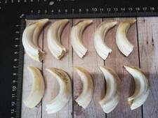 TOP denti di cinghiale veri