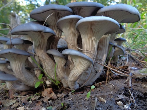 Pleurotus columbinus blue - columbinus,