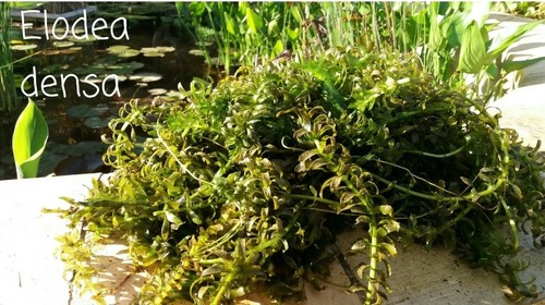 Egeria densa pianta - densa,