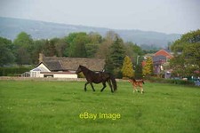 Photo 12x8 Mare and foal at