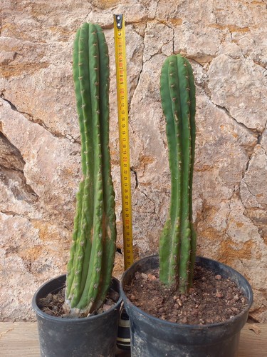 Two cm rooted from - +,