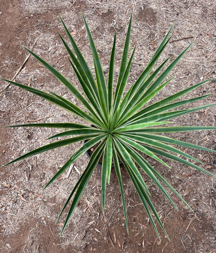 Yucca aloifolia marginata - marginata,