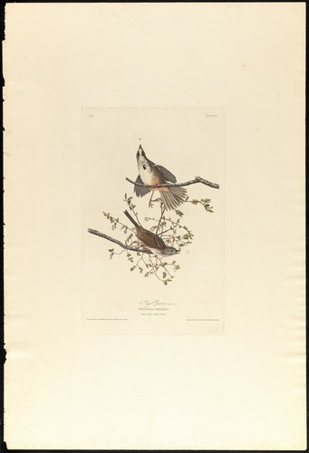 Piatto song sparrow - piatto,