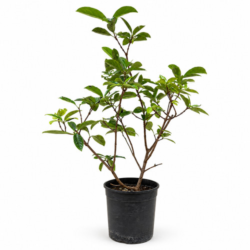 Prunus laurocerasus - prunus,