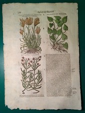 Stampa antica ERBARIO MATTIOLI