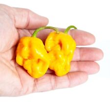 7 vasi peperoncino giallo - SUPERHOT - 5+ semi - cereali - semi - ch 238