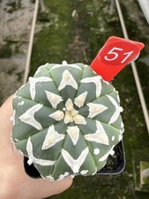Astrophytum asterias