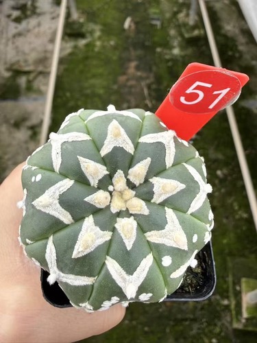 Astrophytum asterias