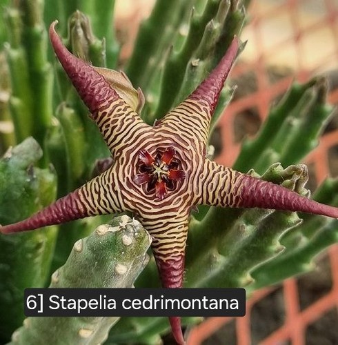 Talea radicata stapelia - 1,