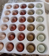 uova feconde,Olivegger Marans