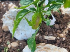 20 Peperoncini freschi o