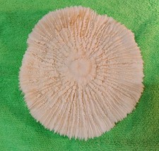 Conchiglia Shell MADREPORA