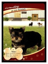 2006 Yorkshire Terrier #20