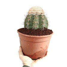 Melocactus neryi -  - Cactus