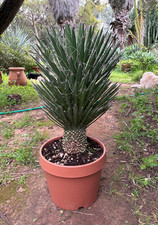 YUCCA FILIFERA - PIANTA DA