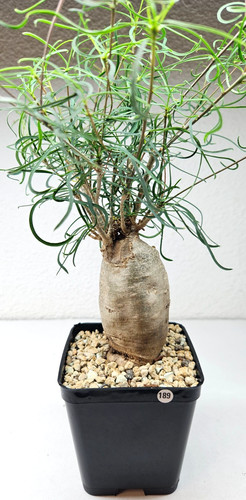 Euphorbia hedyotoidi - , ➡️