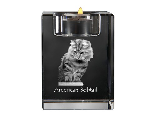 Americano bobtail - americano,