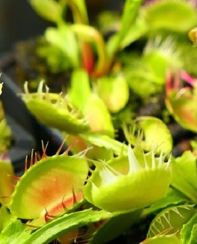 Pianta carnivora dionaea - pianta,