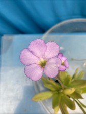 Pinguicula Aphrodite (P