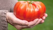 POMODORO GIGANTE / GIANT TOMATO - FRUTTI DI PESO OLTRE 3,0 KG, 25 SEMI