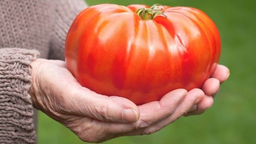 Pomodoro gigante giant - pomodoro, /
