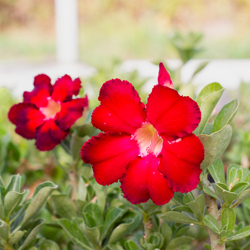 Adenium obesum arrogant - cv,