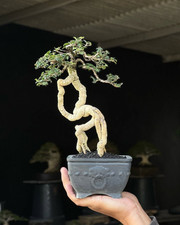 Bonsai pianta vera sakura - pianta,