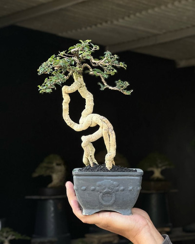 Bonsai pianta vera sakura - di,