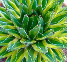Agave victoriae-reginae cv